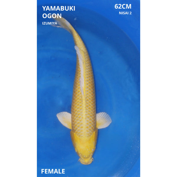 Yamabuki ogon 62cm