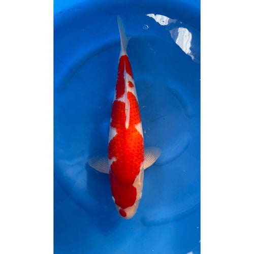Kohaku (40-45cm)