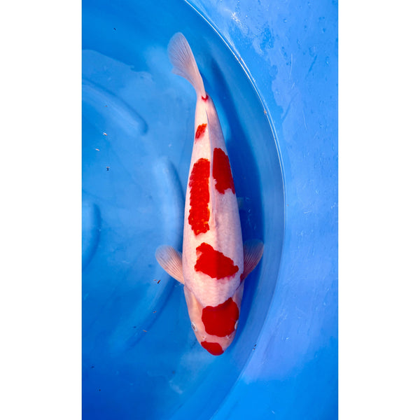 Kohaku koi (KOI-7260218) - KOI Center Venlo