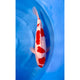 Kohaku (40-45cm)