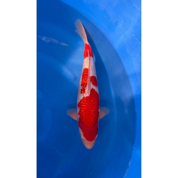 Ginrin Kohaku koi (KOI-7263050) - KOI Center Venlo