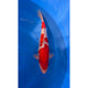 Ginrin Kohaku (40-45cm)