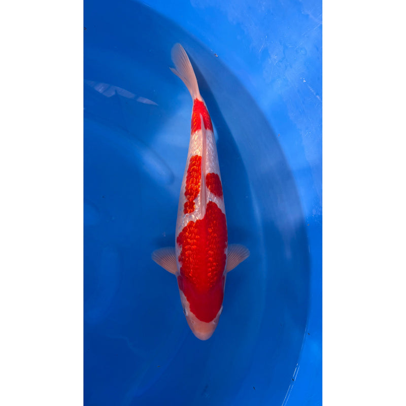 Ginrin Kohaku koi (KOI-7263050) - KOI Center Venlo, Koi bij Vijvercentrum
