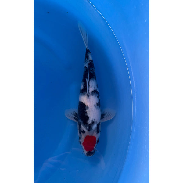 Tancho Showa koi (KOI-7261760) - KOI Center Venlo
