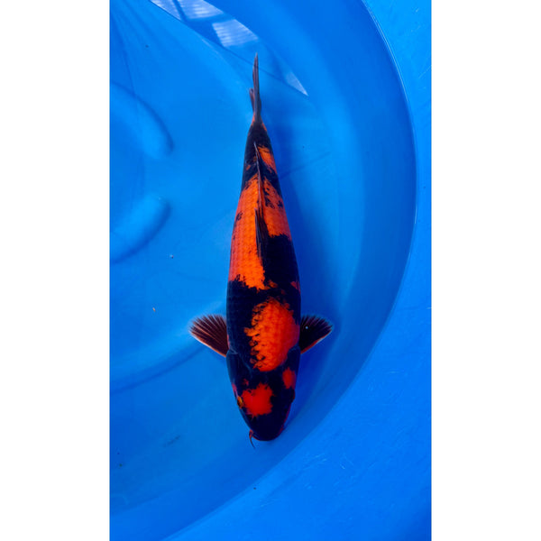 Hi Utsuri koi (KOI-7260615) - KOI Center Venlo