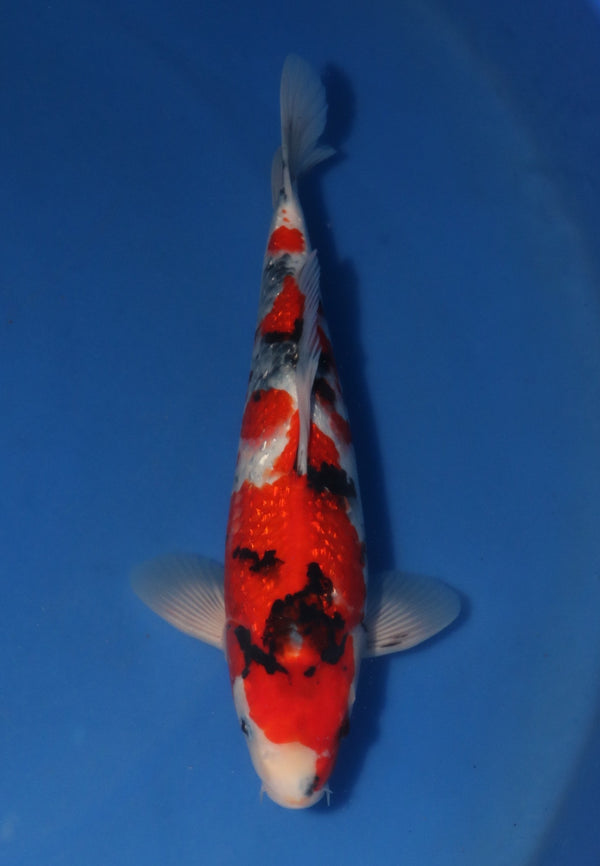 Kokai Ginrin Showa 3903