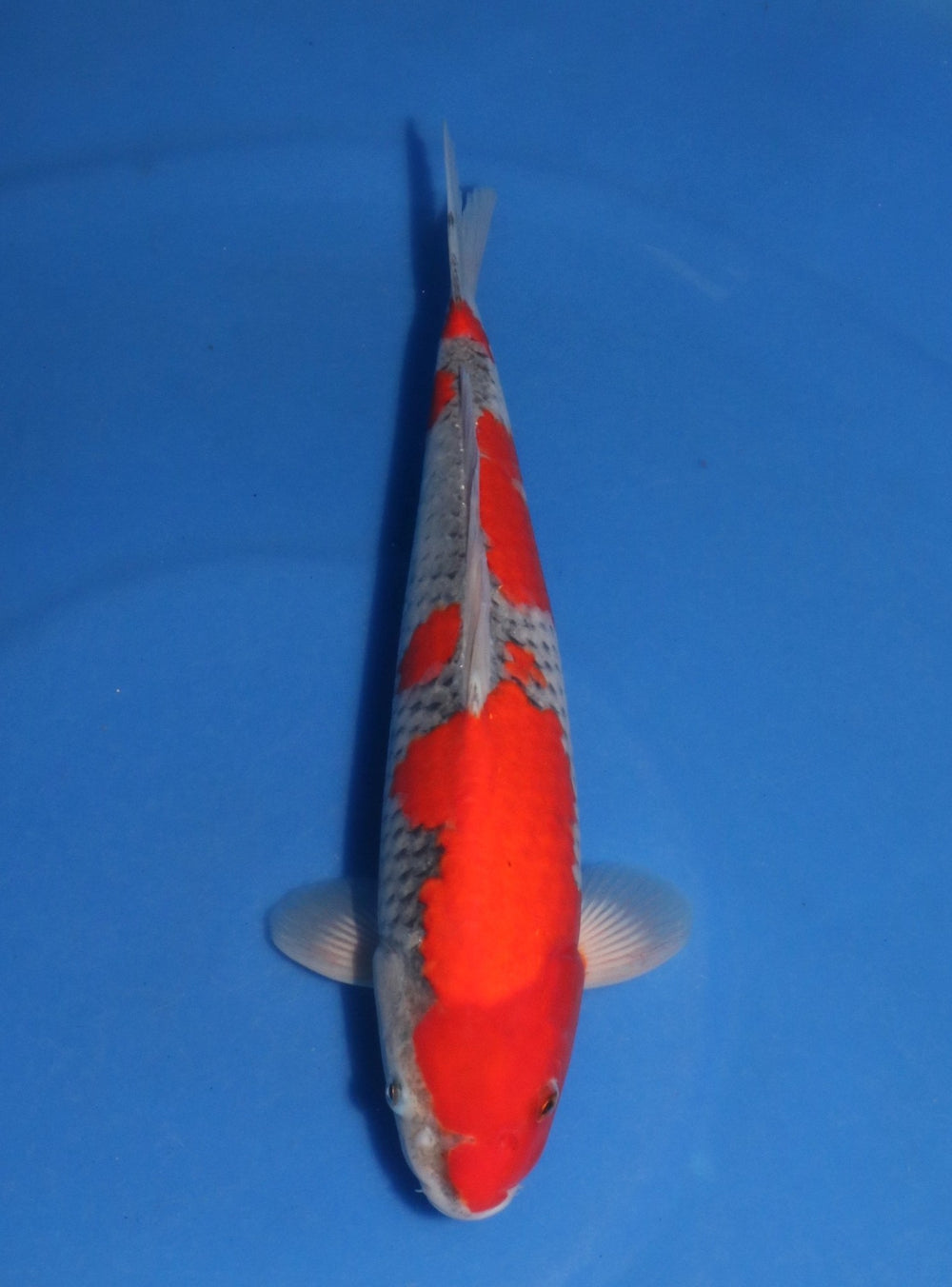 Kanezo Goshiki 4001