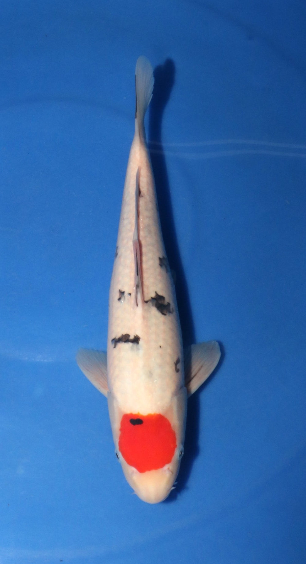 Kanezo Tancho Sanke 4002