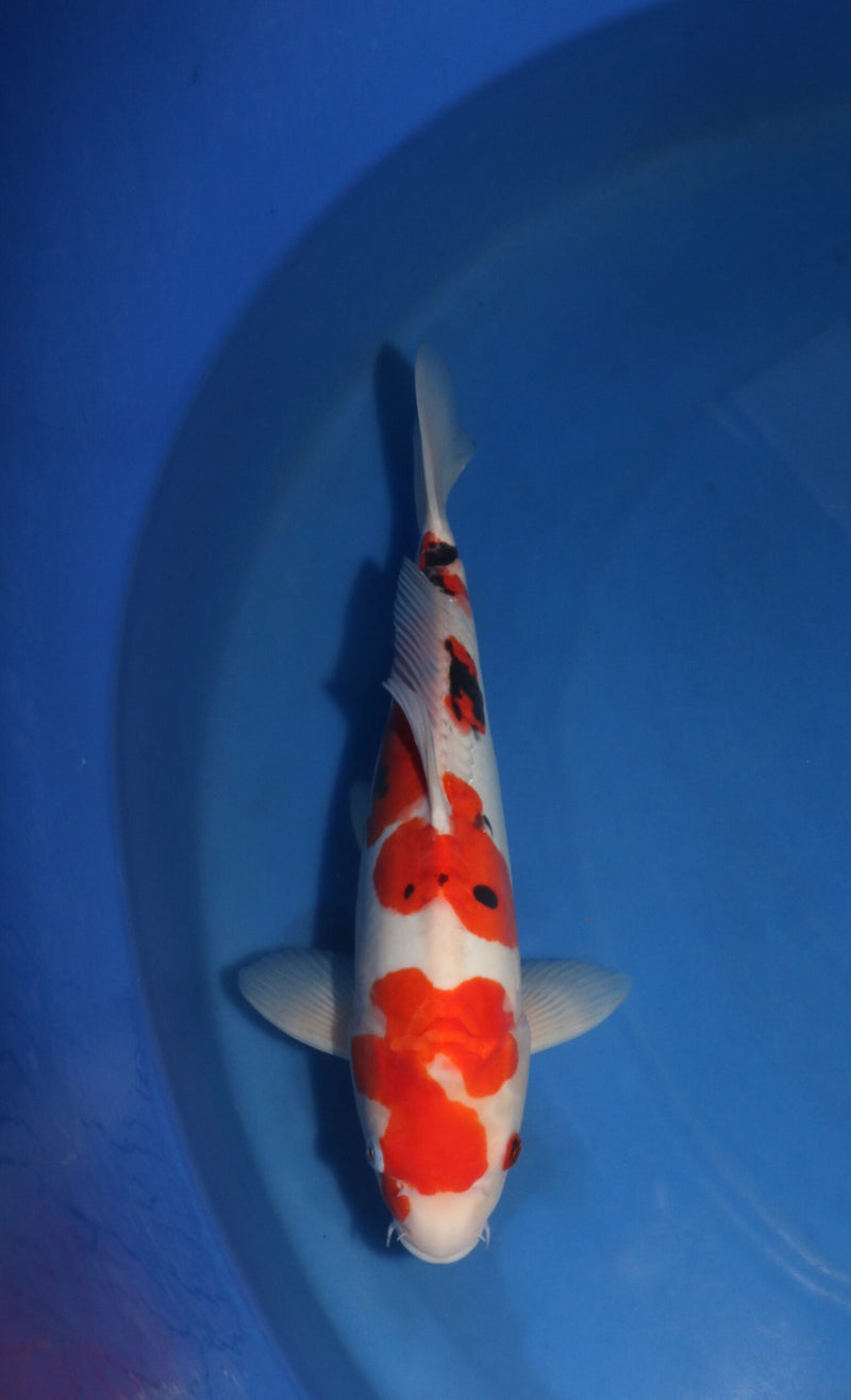 Takahashi Doitsu Sanke 3104, Koi bij Vijvercentrum
