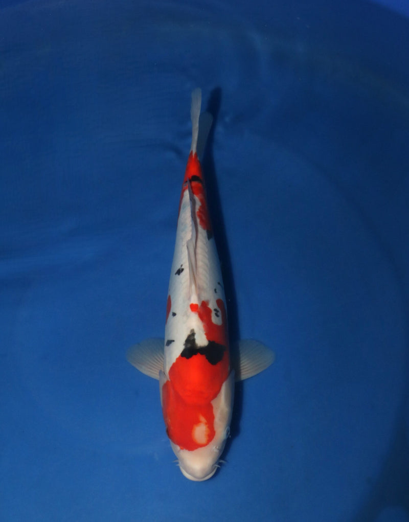 Takahashi Doitsu Sanke 3109, Koi bij Vijvercentrum
