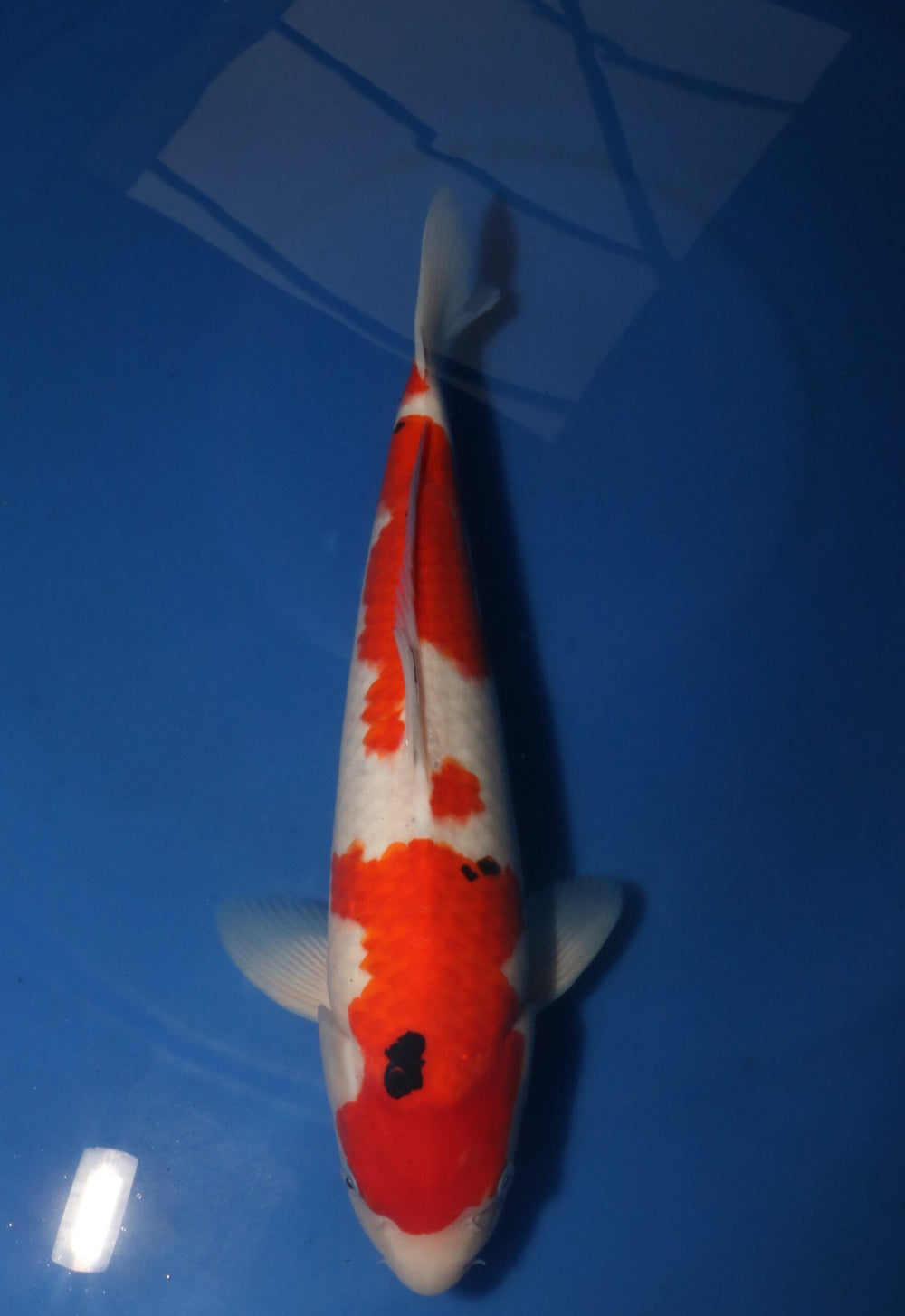 Takahashi Sanke 3115