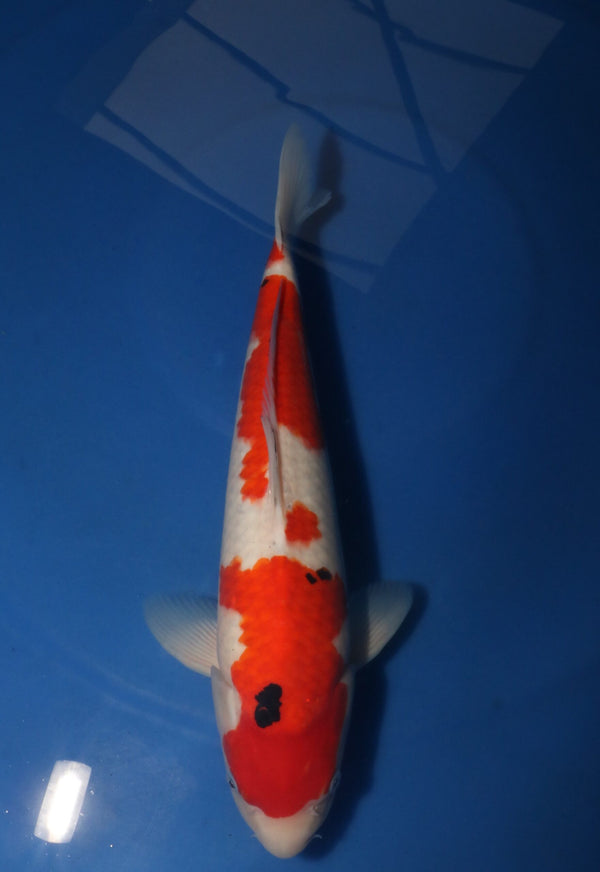 Takahashi Sanke 3115