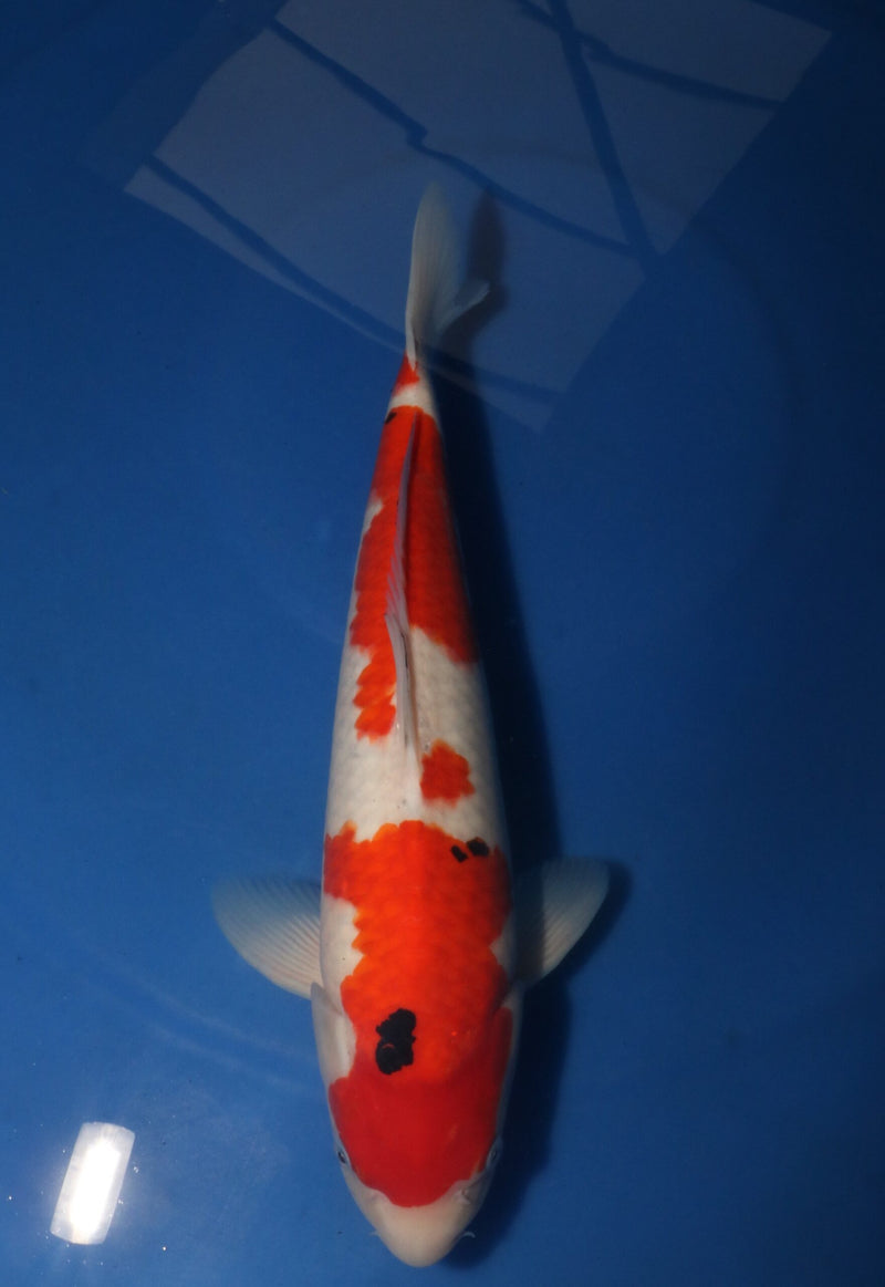 Takahashi Sanke 3115, Koi bij Vijvercentrum