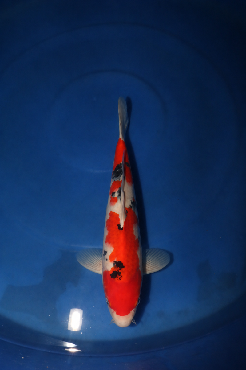 Takahashi Sanke 3116, Koi bij Vijvercentrum