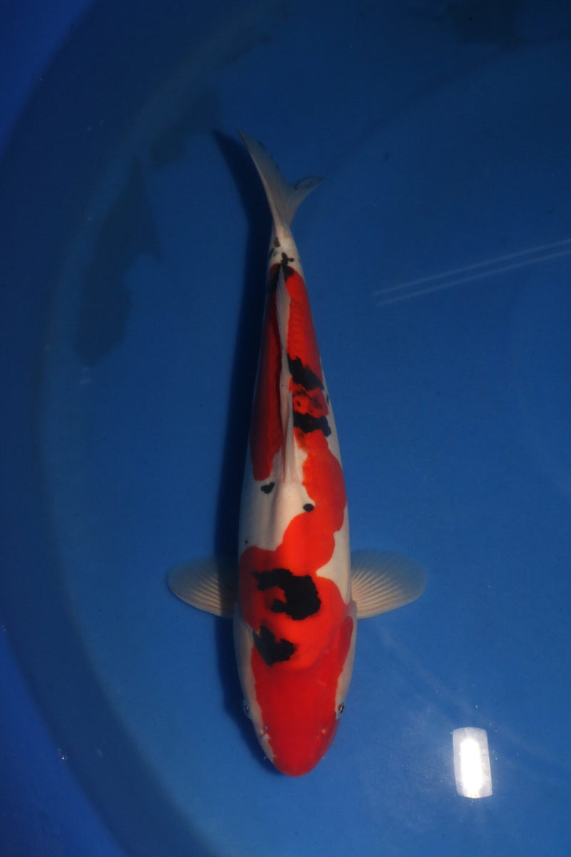 Takahashi Doitsu Sanke 3105, Koi bij Vijvercentrum