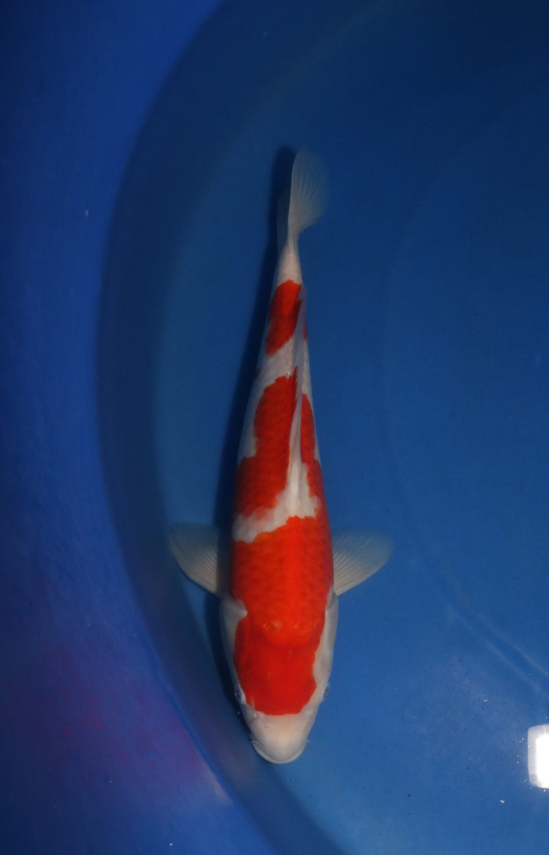 Takahashi Kohaku 3114, Koi bij Vijvercentrum