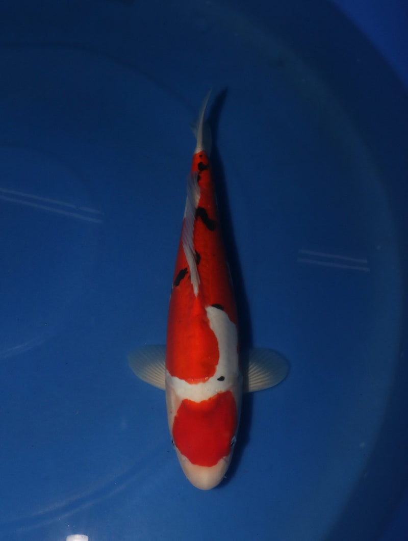 Takahashi Doitsu Sanke 3103, Koi bij Vijvercentrum