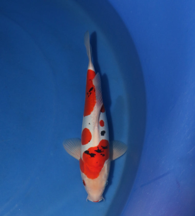 Takahashi Doitsu Sanke 3110, Koi bij Vijvercentrum