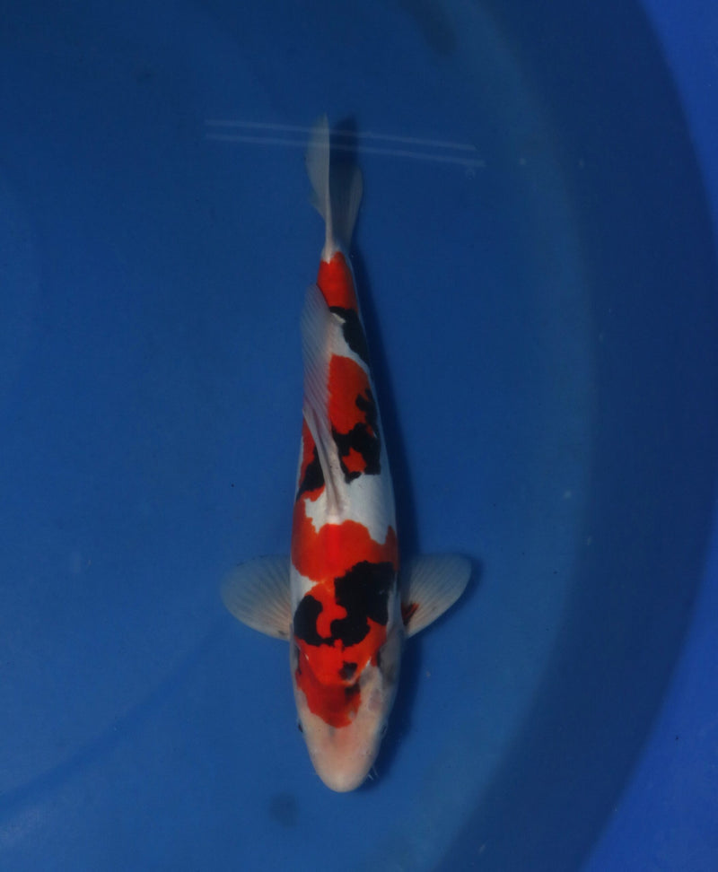 Takahashi Doitsu Showa 3113, Koi bij Vijvercentrum