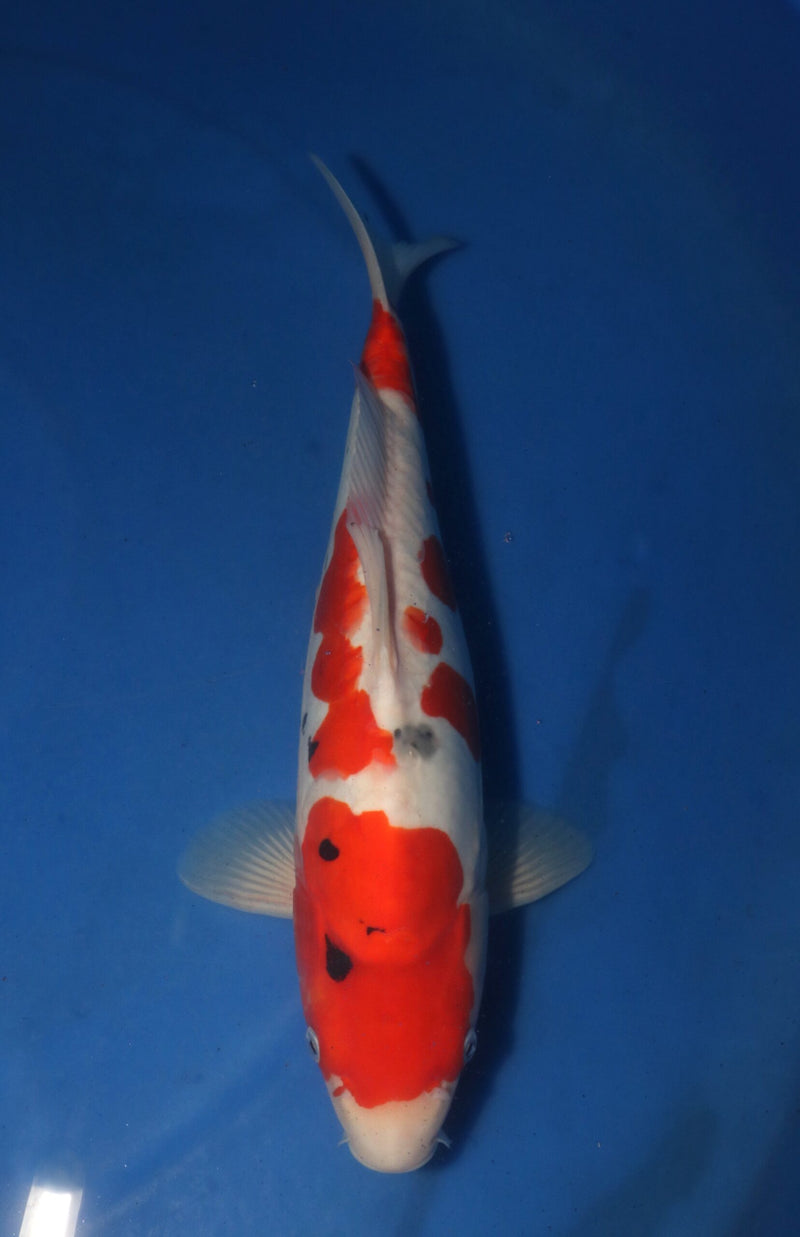 Takahashi Doitsu Sanke 3102, Koi bij Vijvercentrum