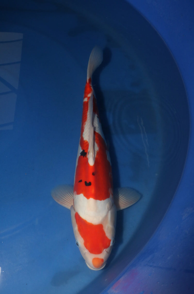 Takahashi Doitsu Sanke 3111, Koi bij Vijvercentrum