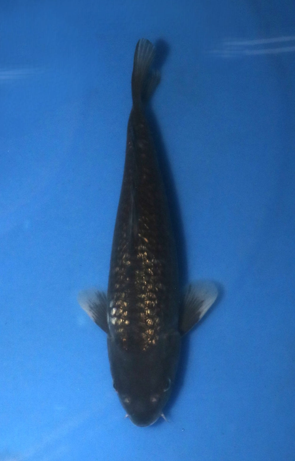 Abe Matsukawabake 3203