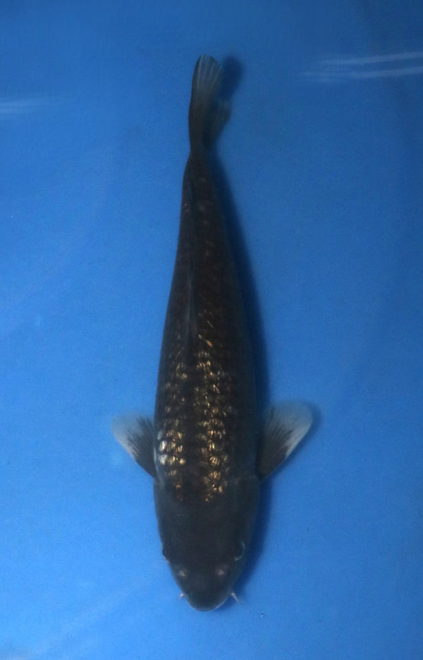 Abe Matsukawabake 3203