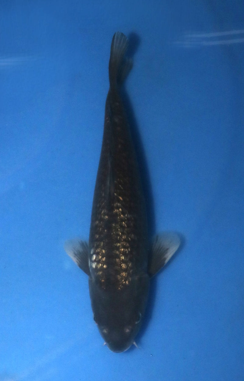 Abe Matsukawabake 3203, Koi bij Vijvercentrum