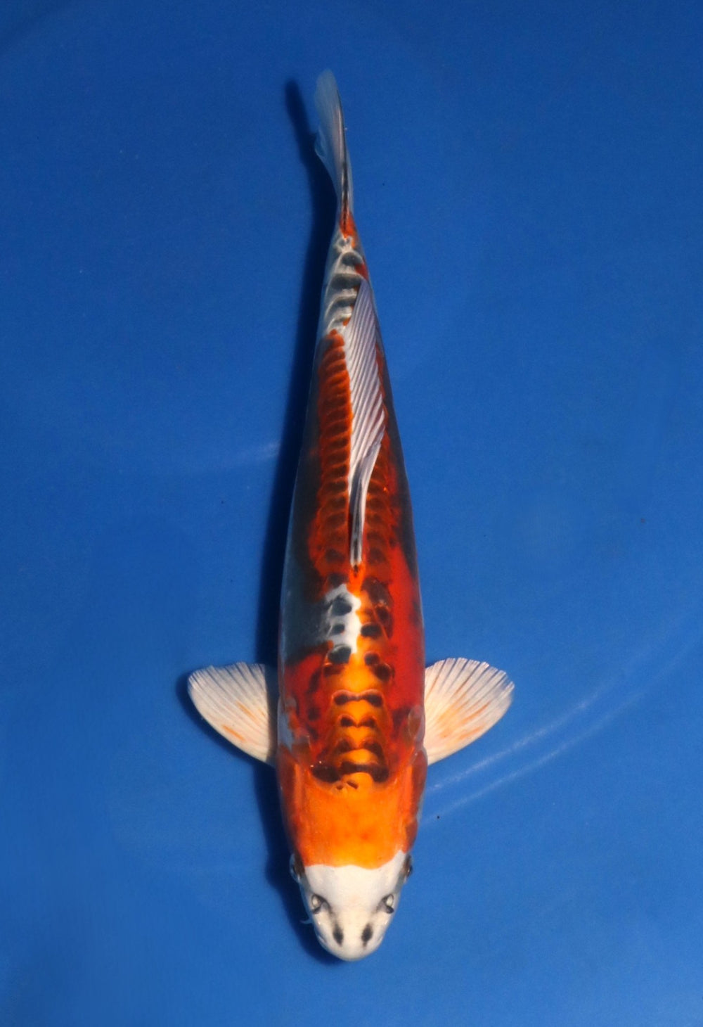 Kanezo Beni Kikokuriyu 4006
