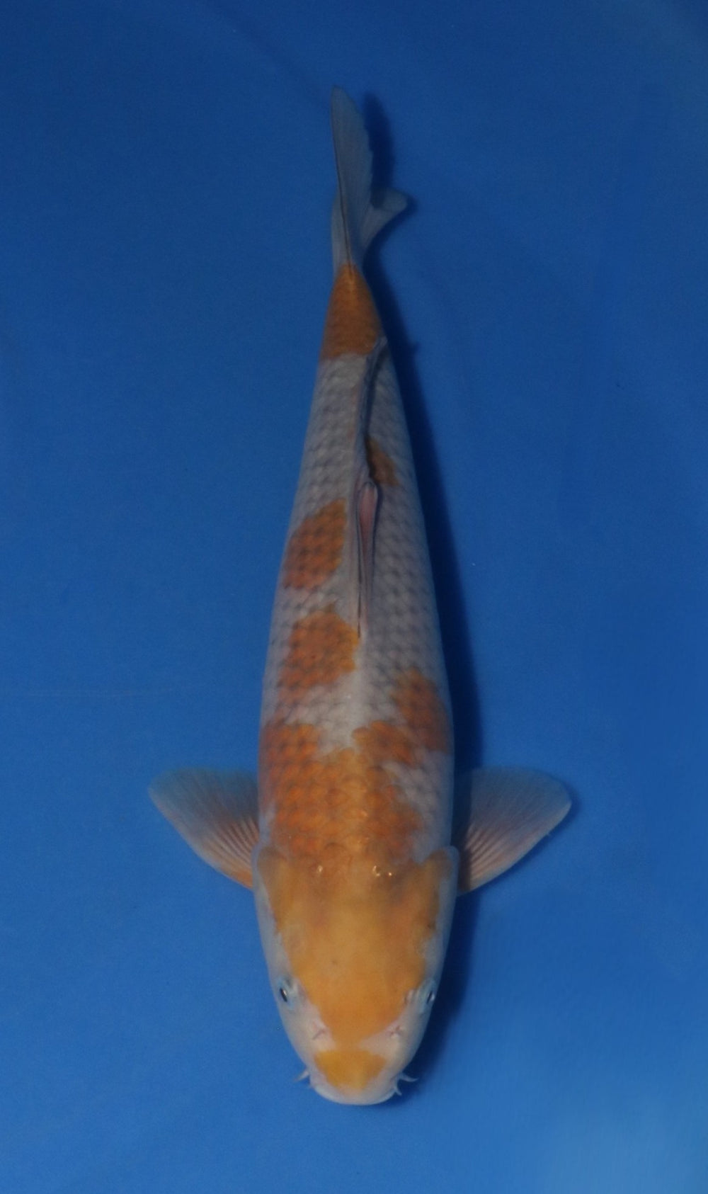 Kanezo Ochiba 4005
