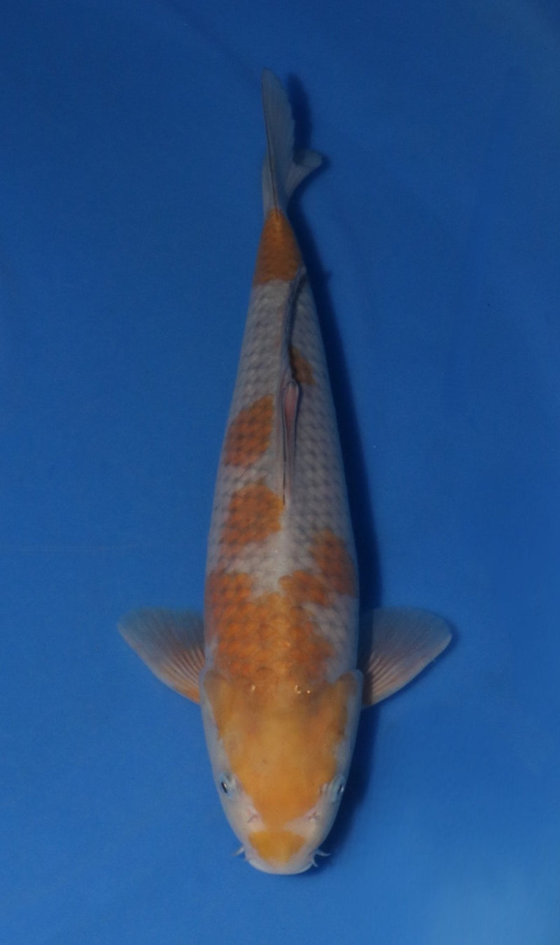 Kanezo Ochiba 4005, Koi bij Vijvercentrum