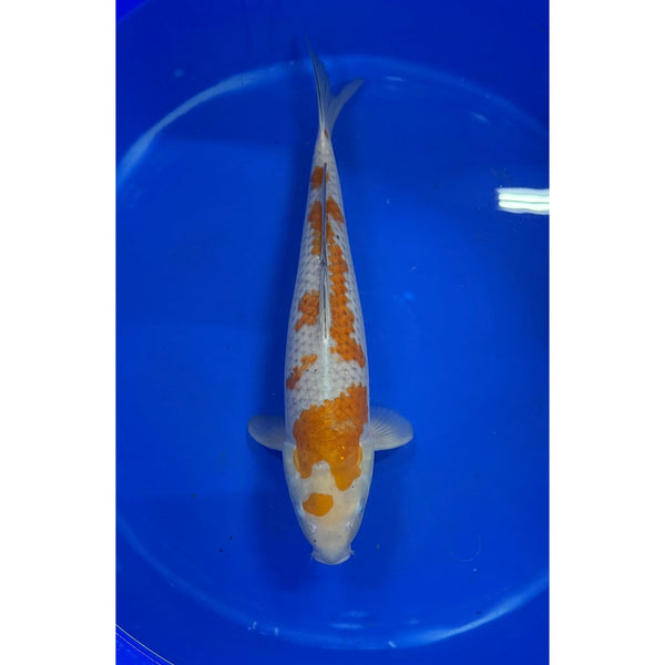 Ochiba koi (KOI-7261101) - KOI Center Venlo