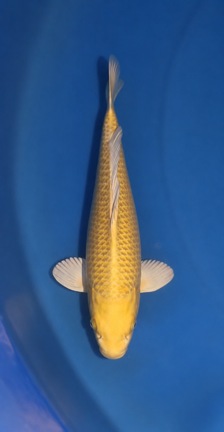 Kanezo Yamabuki 4003