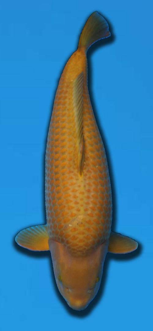 Otsuka Chagoi – 72 cm Sansai