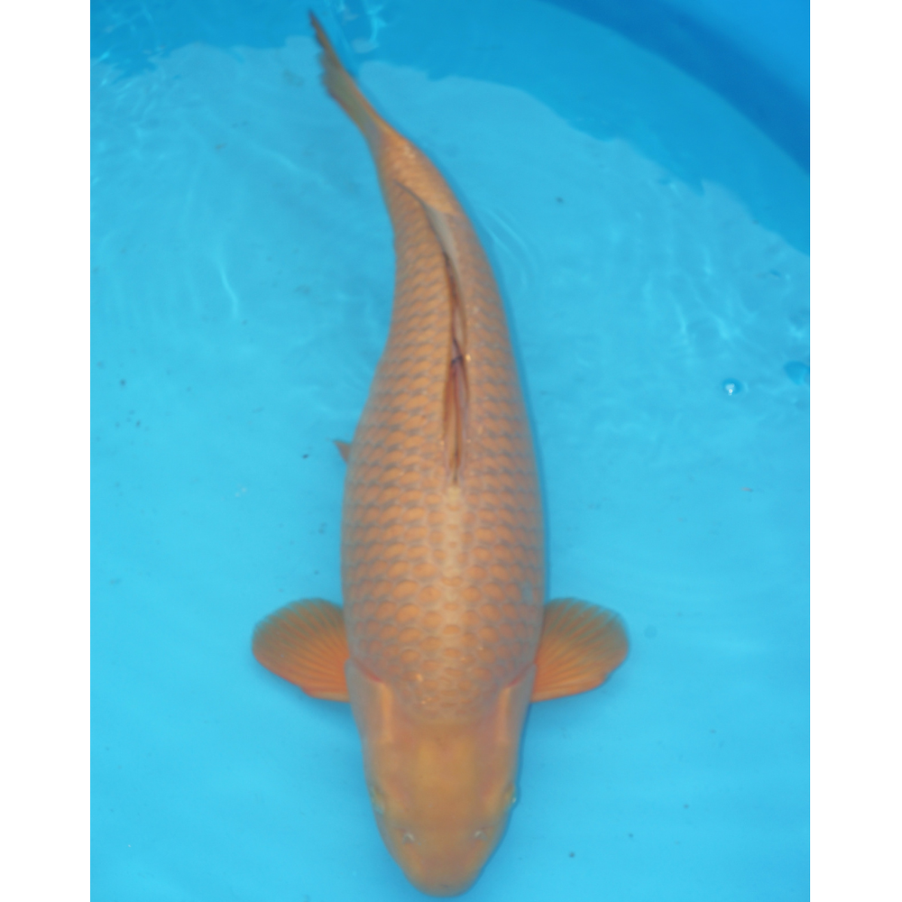 Chagoi Ogata 68cm