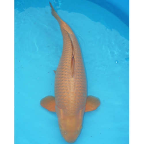 Chagoi Ogata 68cm