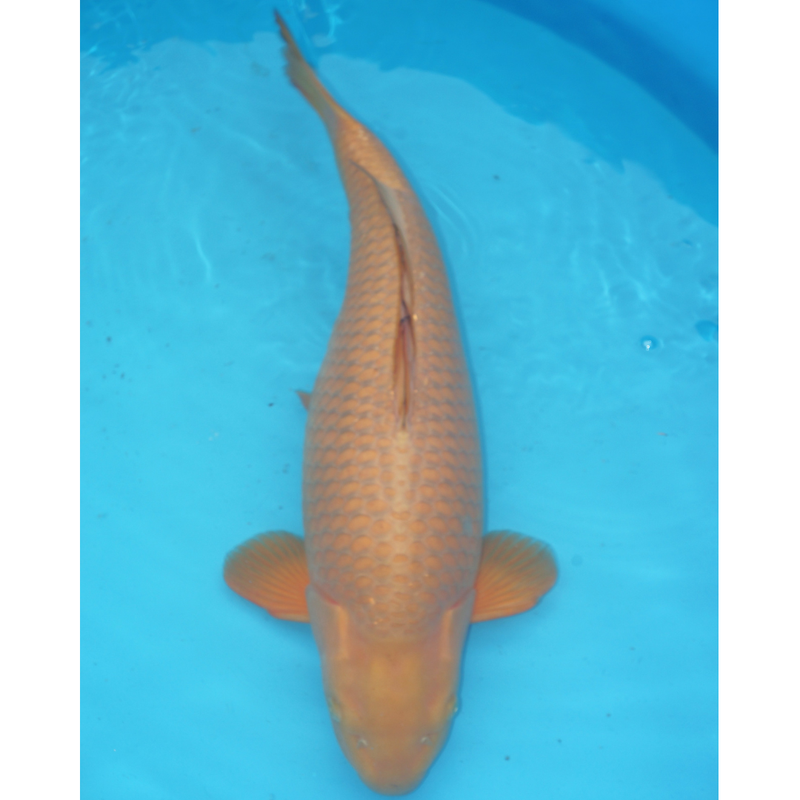 Chagoi Ogata 68cm, Koi bij Vijvercentrum