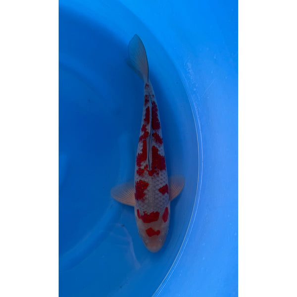 Ochiba koi (KOI-7261238) - KOI Center Venlo