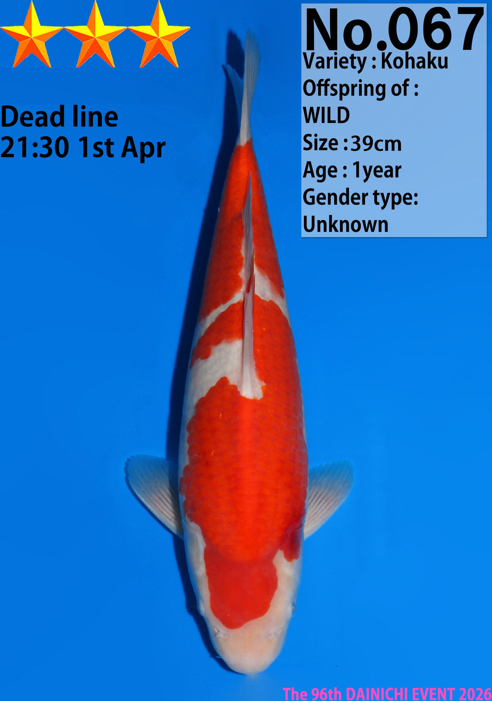 Dainichi Kohaku Jumbo Tosai 39cm Wild