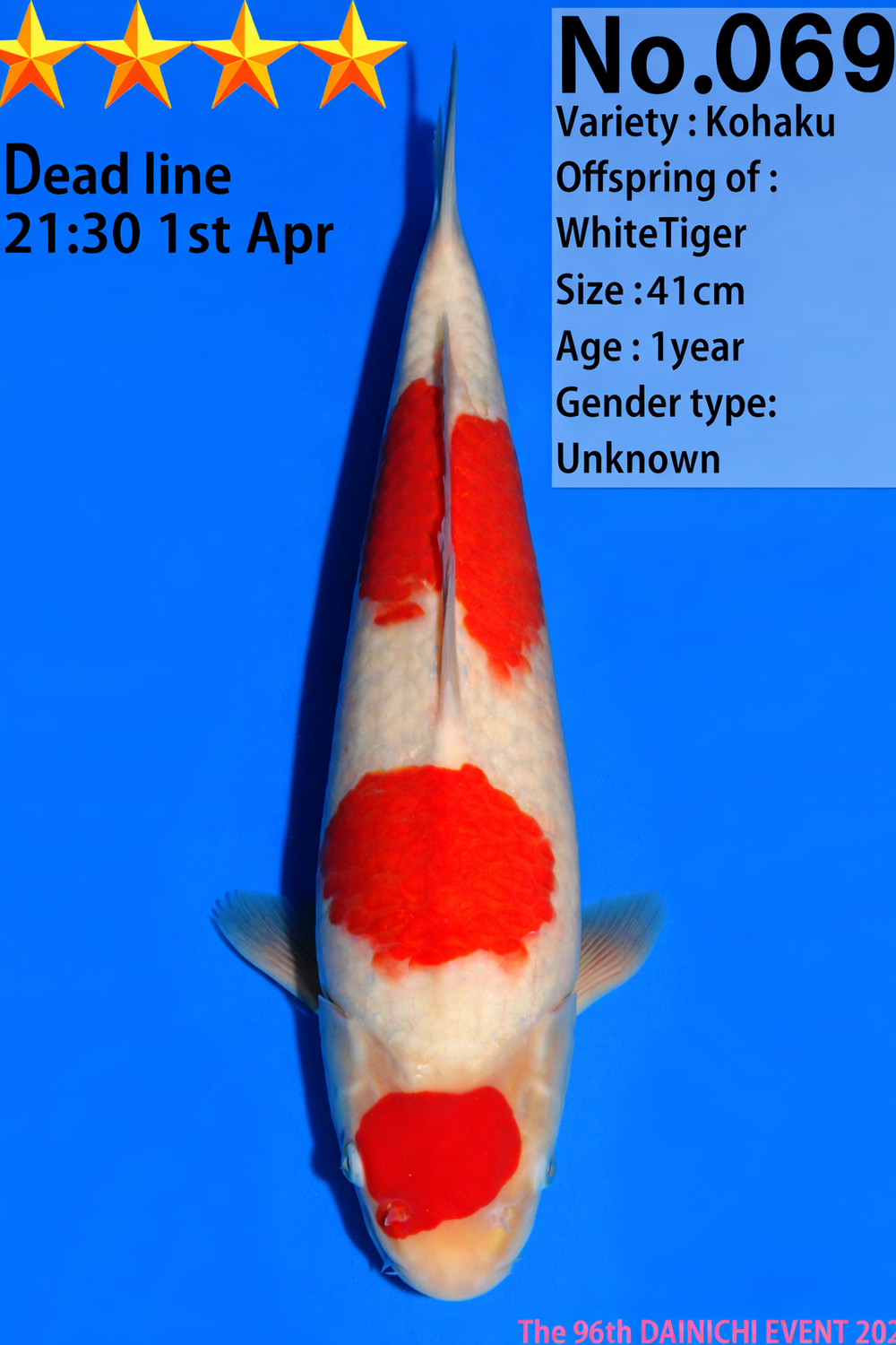Dainichi Kohaku Jumbo Tosai 41cm White Tiger