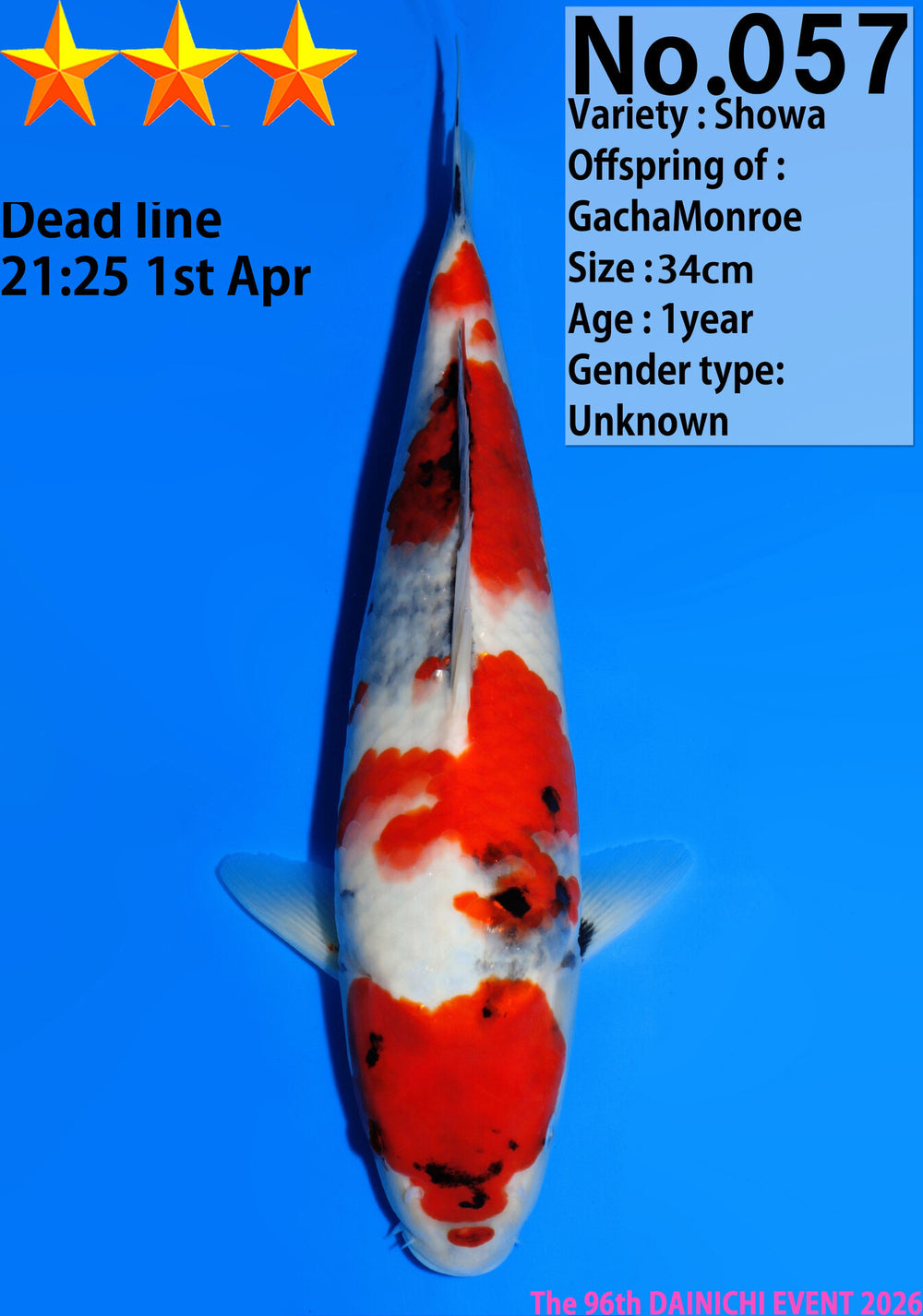 Dainichi Showa Jumbo Tosai 34cm GachaMonroe