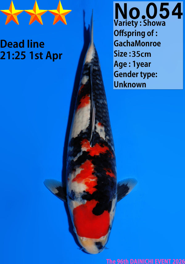 Dainichi Showa Jumbo Tosai 35cm GachaMonroe