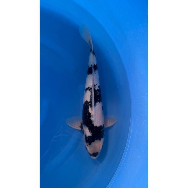 Shiro Utsuri koi (KOI-7262833) - KOI Center Venlo