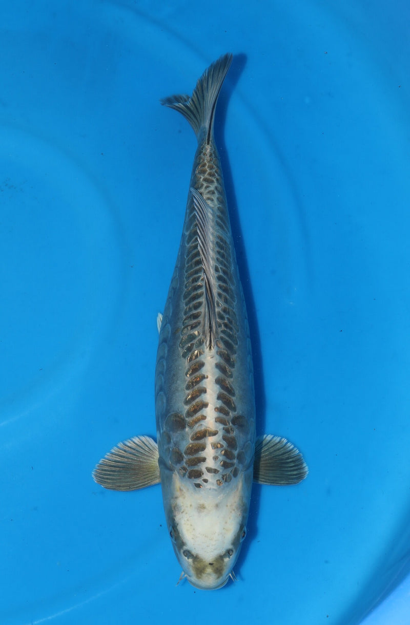 Doitsu Ogon Ryu 50-55cm Oyama, Koi bij Vijvercentrum