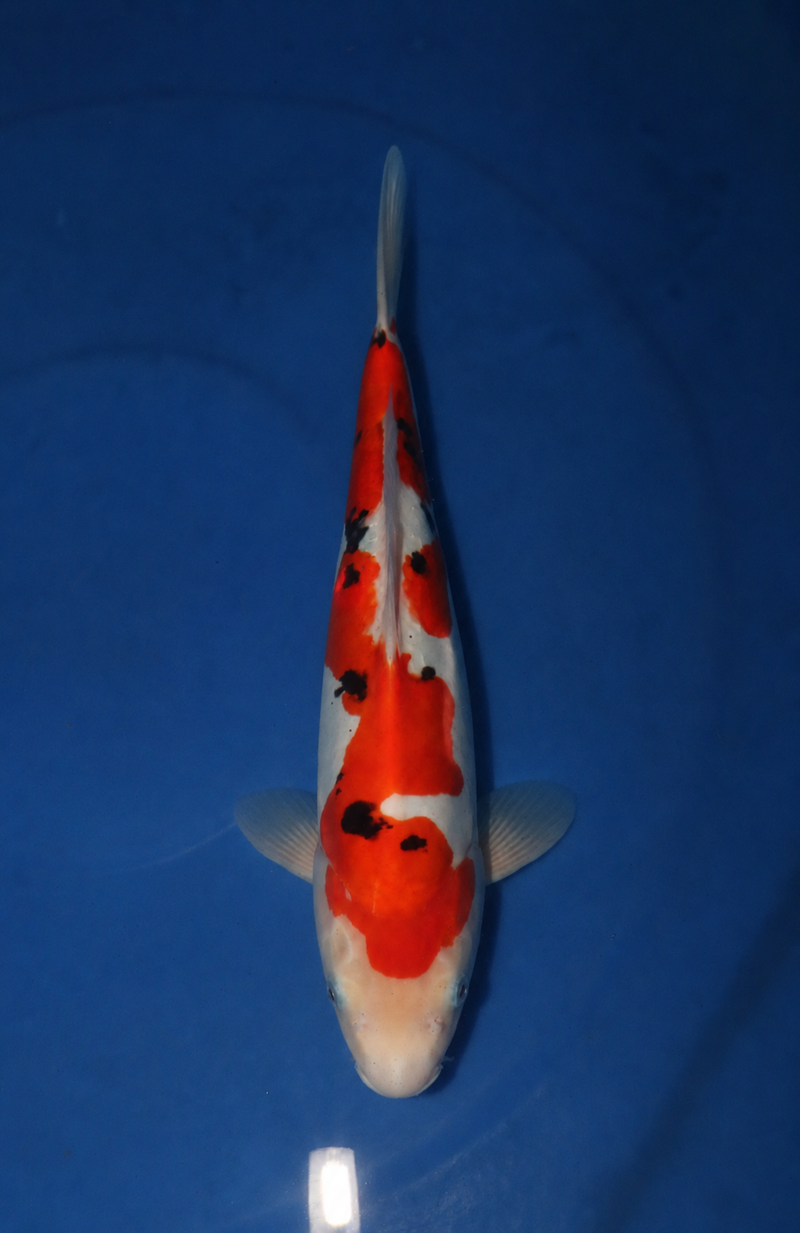 Takahashi Doitsu Sanke 3106, Koi bij Vijvercentrum