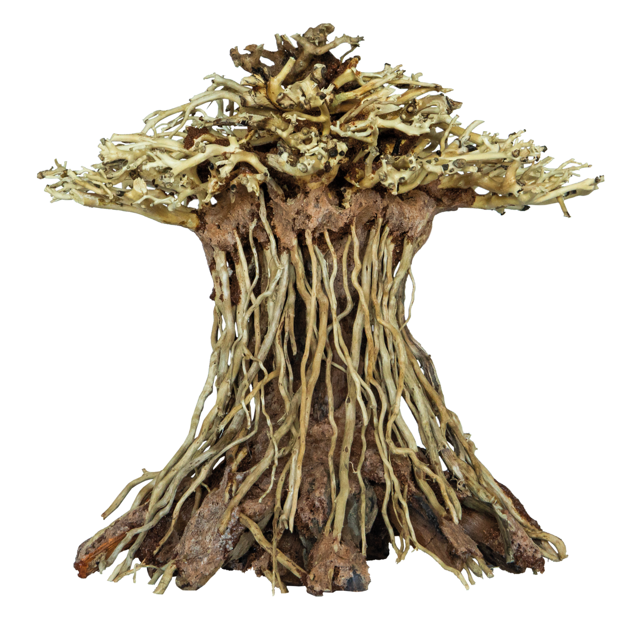 Superfish Bonsai Mushroom (Maat M)