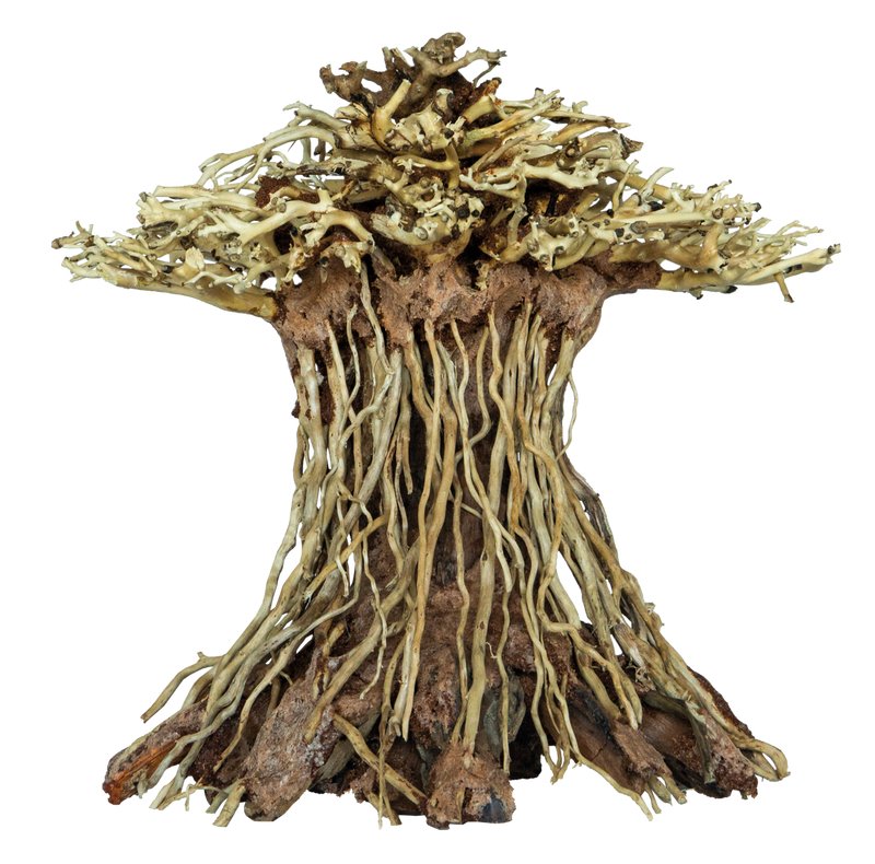 Superfish Bonsai Mushroom (Maat M), afbeelding 2 Aquarium