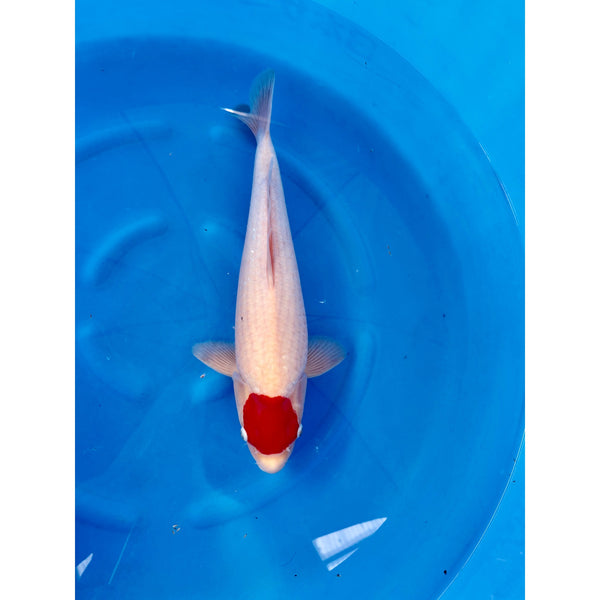 Tancho Kohaku koi (KOI-7260328) - KOI Center Venlo