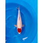 Tancho Kohaku (40-45cm)