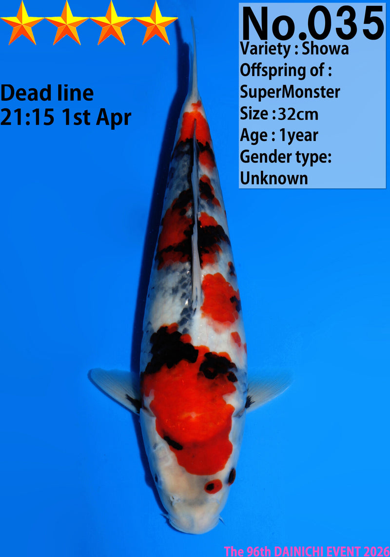 Dainichi Showa Jumbo Tosai 32cm Super Monster, Koi bij Vijvercentrum